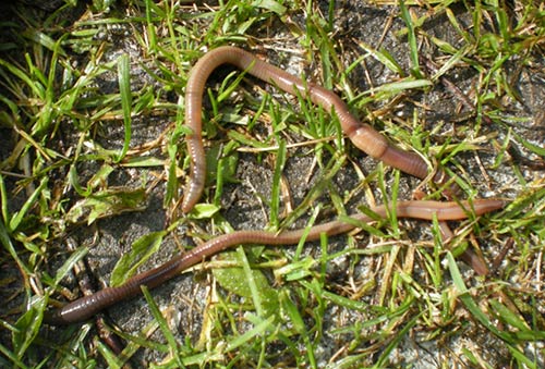 jpg Earthworms live in Alaska too 
