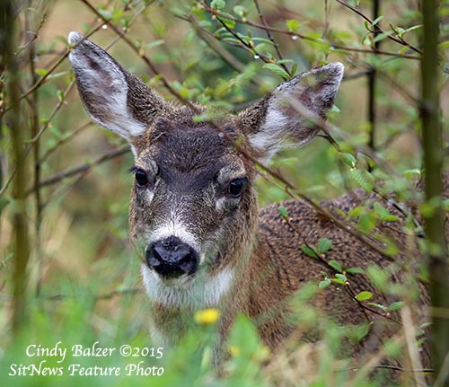 Front Page Photo By CINDY BALZER