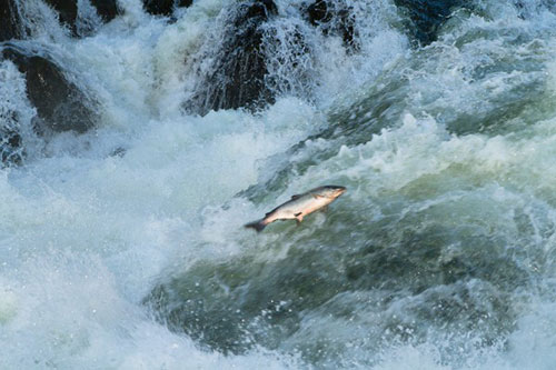 jpg Research identifies factors affecting salmon spawning