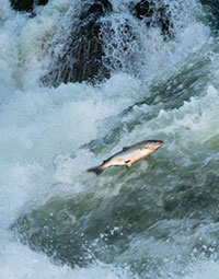 Research identifies factors affecting salmon spawning