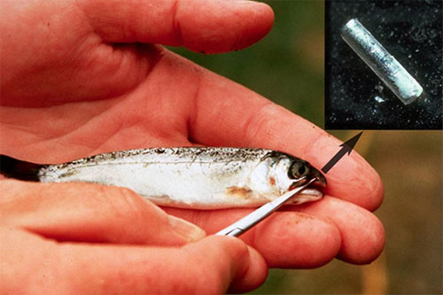jpg Juvenile salmon with coded wire tag at the tip of the tweezers and a tag under magnification (inset).