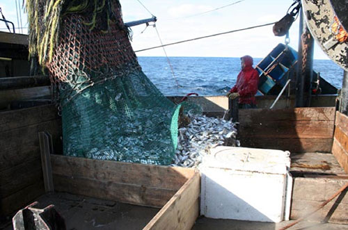 jpg U.S. fisheries continue to rebuild; overfishing and overfished numbers at all-time lows 