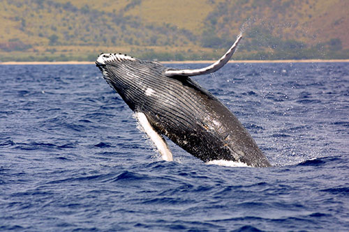 jpg ESA Humpback Whale Listing Revised