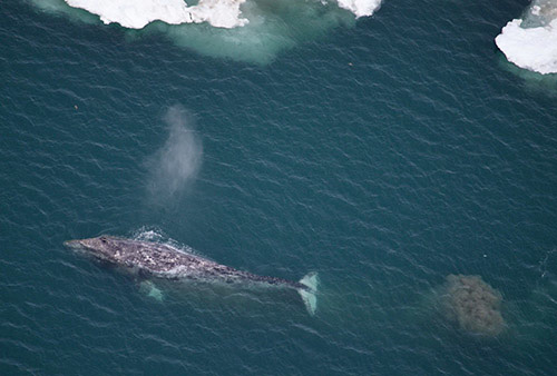 jpg Sentinels of Change: Gray Whales in the Arctic 