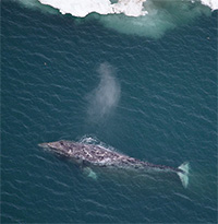 Sentinels of Change: Gray Whales in the Arctic 