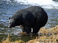 Warm Days, Stirring Bruins Remind Alaskans to be Bear Aware