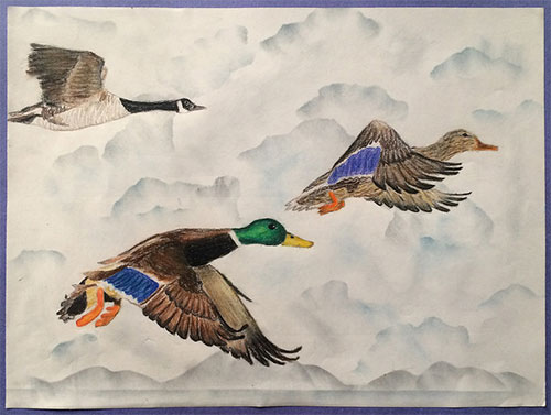 jgp Best of Show: 
Emma Axelson, “Duck Duck Goose,” Colored pencil and graphite, Species: Mallard & Canada Goose