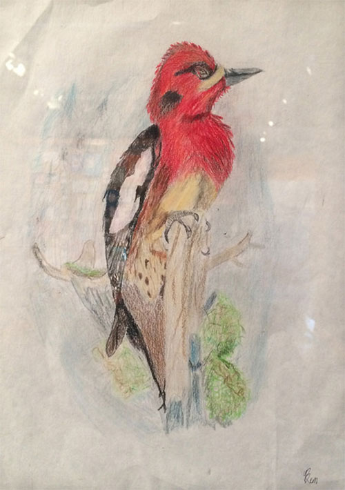 jpg First Place:
Benjamin Smith, “On the Hunt,” Colored pencil, Species: Red-breasted sapsucker