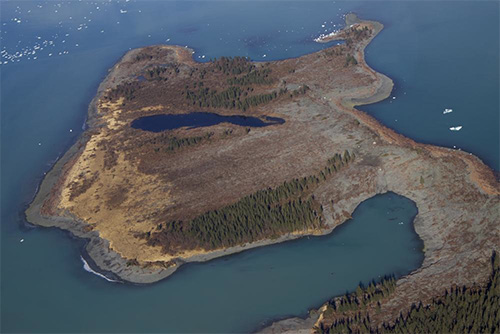 jpg Spruce trees shaved off a peninsula within Taan Fiord by a landslide-generated wave October 2015. 