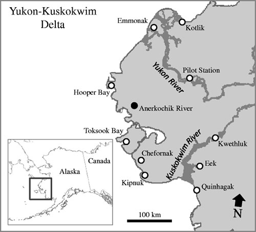 jpg Alaska Still a Likely Portal for Avian Influenza