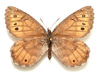 Is Alaska’s first new butterfly species in decades an ancient hybrid?