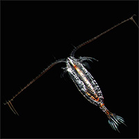 Chukchi Sea plankton communities thrive in warmer water 