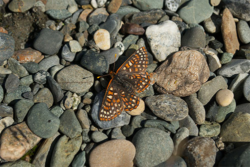 jpg An anicia checkerspot (Euphydryas anicia) on pebbles near the shore of Kluane Lake, in Yukon, Canada.