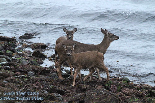 Front Page Feature Photo By SUSAN HOYT