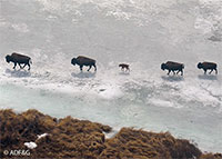 Alaska's first "wild" wood bison calves spotted