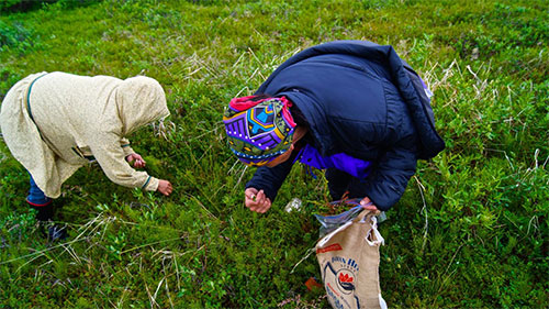 jpg Ties to Alaska's wild plants 