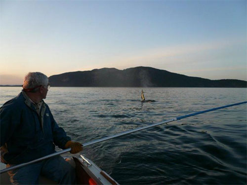 jpg 'Whale breath' reveals bacteria threatening endangered killer whales