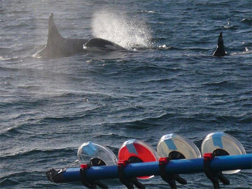 jpg Droplets and exhaled breath caught from the blowholes of killer whales along the Pacific coast are providing scientists with insights into whale health.