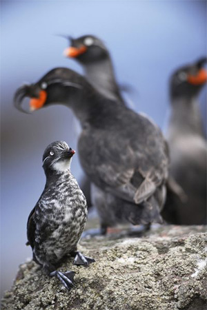 JGP Least and crested auklets perch on a rock in the Aleutian Islands.