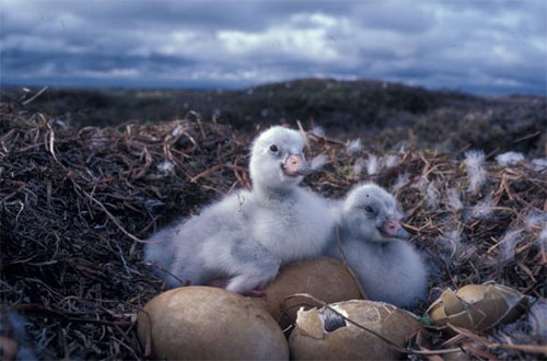 jpg Cygnets, newly hatched tundra swans, peer from a nest in western Alaska.