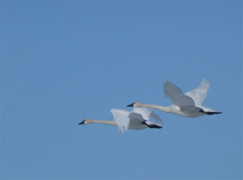 jpg Tundra swans fly over western Alaska.