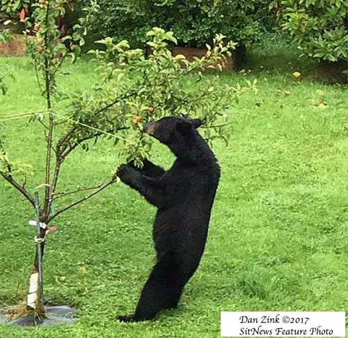 jpg Spring is Here, Be Bear Aware