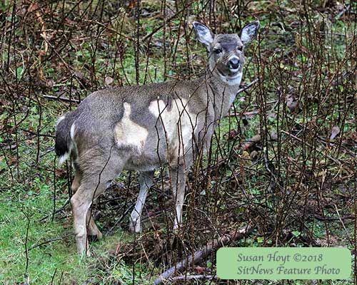 Front Page Feature Photo By SUSAN HOYT