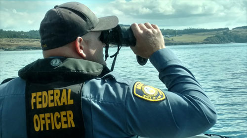 jpg Stellar Sea Lion shooting death under investigation in Ketchikan; Two Alaska Men Charged with Harassing, Killing 15 Steller Sea Lions