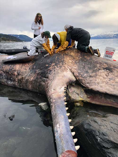 jpg First time NOAA Fisheries has had a report of a dead sperm whale in Alaska's Inside Passage