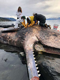 First time NOAA Fisheries has had a report of a dead sperm whale in Alaska's Inside Passage