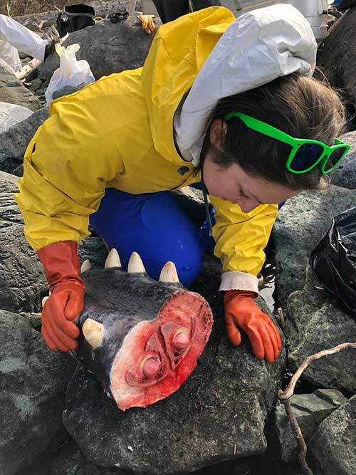 jpg The team collected the whale’s teeth to determine age, blubber to check for contaminants, and a variety of tissue samples to enable future studies, and understand factors that contributed to the whale’s death.