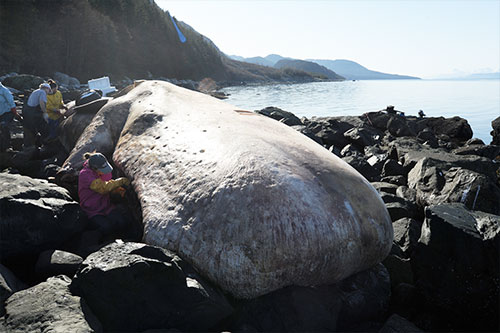 jpg A male sperm whale was found beached in Lynn Canal, north of Berners Bay.