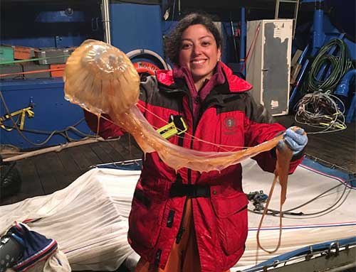 jpg Overlooked jellyfish play big role in Gulf of Alaska 
