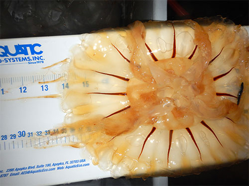 jpg A common sea nettle, a type of jellyfish, is measured and documented after being captured in a net.