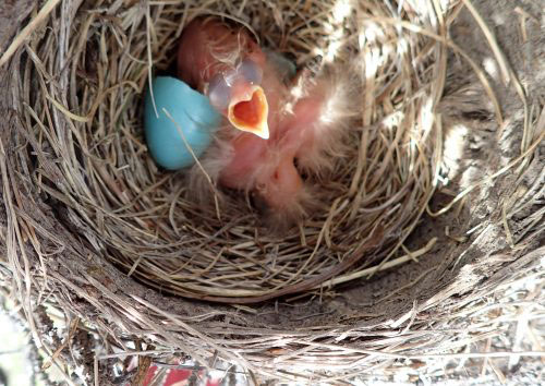 jpg Birds large and small sniff their way through life 