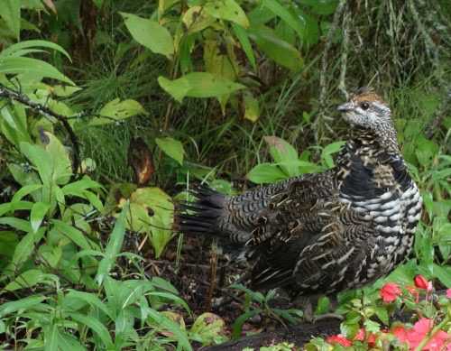 jpg A spruce grouse watches from a thicket of summer vegetation.