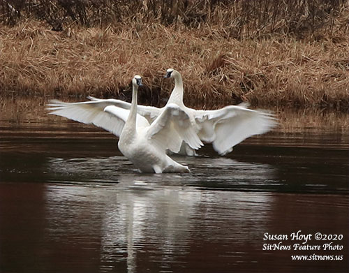 Front Page Feature Photo By SUSAN HOYT