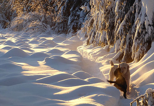 jpg Two dogs greet each other Jan. 7, 2022, when the temperature was minus 22 F and the sun set before 5 p.m.