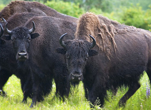 Wood bison calves arrive at LARS