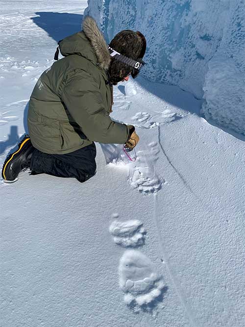 Identifying polar bears by their footprints 