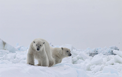 jpg Polar bears hunt on the sea ice north of Utqiagvik, the farthest-north community in the United States,