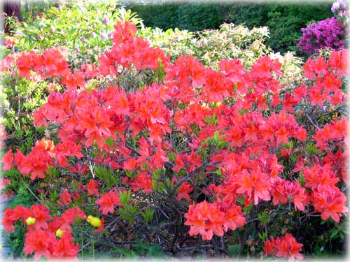 photo rhododendrons & azaleas Ketchikan