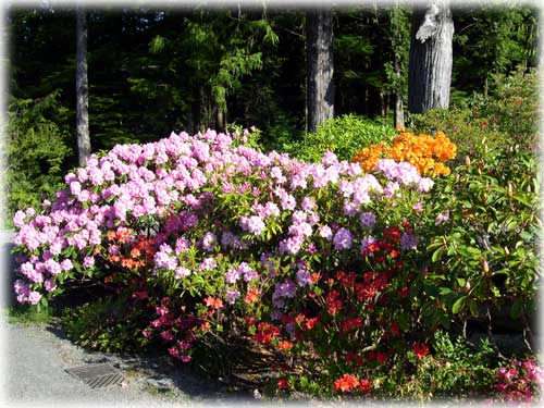 photo Ketchikan flowers