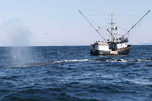 photo longline fishermen SE Alaska