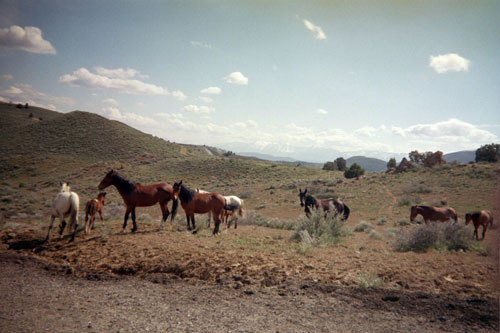 jpg Wild horses