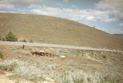 jpg free ranging horses