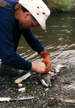 jpg Alaska Salmon