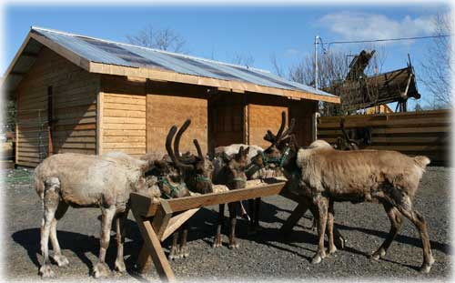 jpg Reindeer