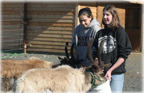 jpg volunteer reindeer wranglers