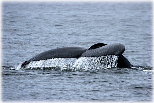 jpg Humpback Whale Flukes